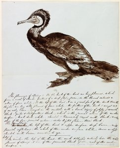 Aalscholver